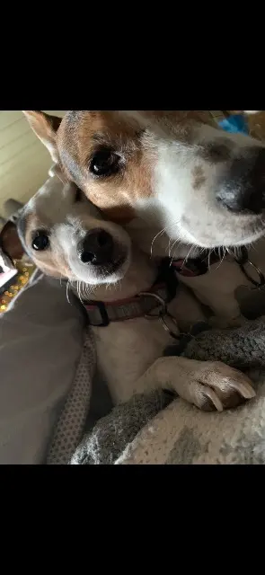 chienne reunited   68290 Rimbach-près-Masevaux Lolie lovely