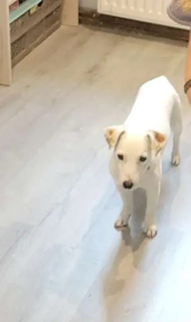 chienne reunited   68290 Kirchberg Mana