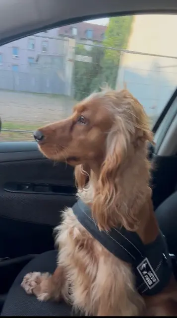 chienne reunited    Mulhouse Gingi
