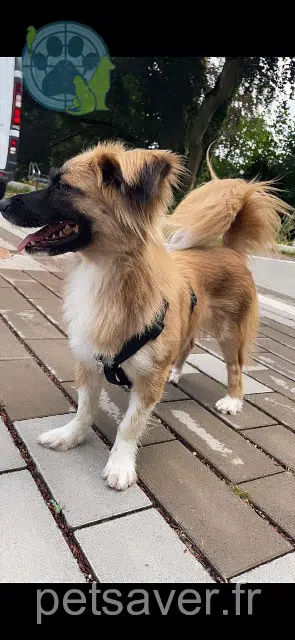 chienne reunited    Mulhouse Kara