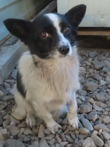 chienne reunited    Mulhouse NINA