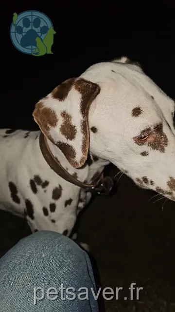 chienne reunited Mulhouse Vanille