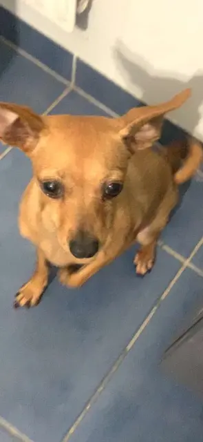 chienne reunited    Mulhouse Wendy