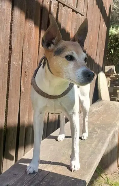 chienne reunited   68230 Soultzbach-les-Bains Oups