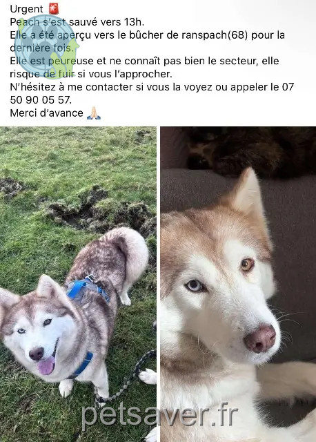 chienne reunited   68470 Ranspach Peach
