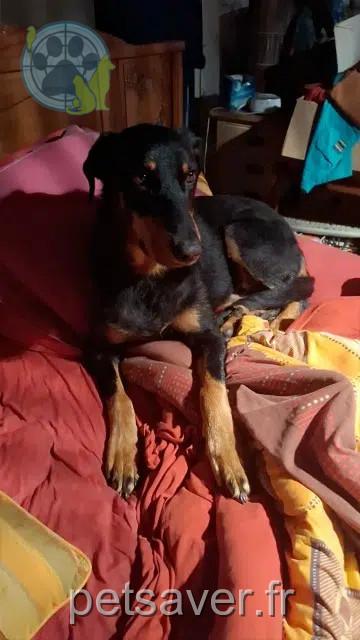 chienne reunited 68780 Diefmatten Persia