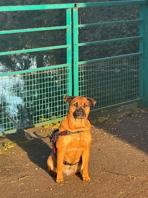 chienne reunited   68000 Colmar Sheita