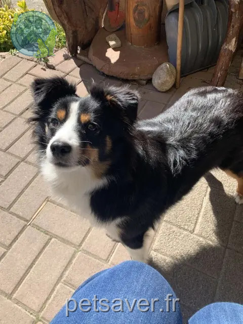 chienne reunited 68550 Saint-Amarin VALIA