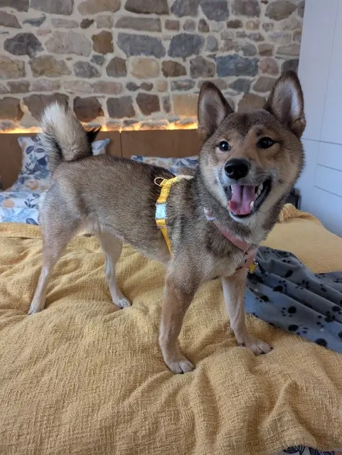 chienne reunited   69620 Légny Hibiki ou Viva