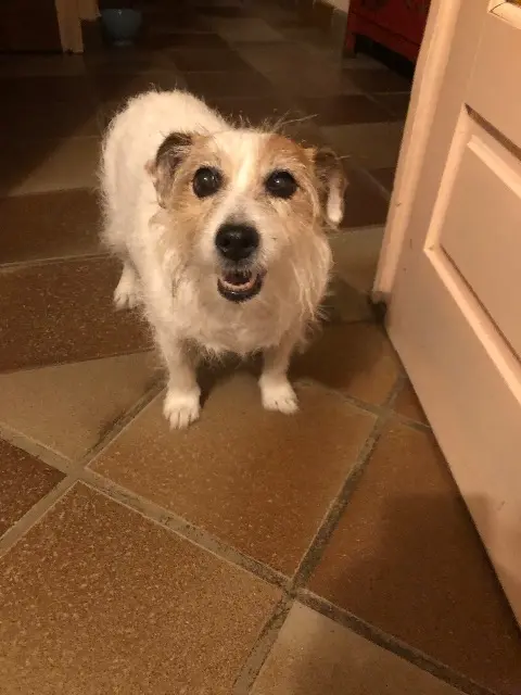 chienne reunited   69780 Saint-Pierre-de-Chandieu Moustic