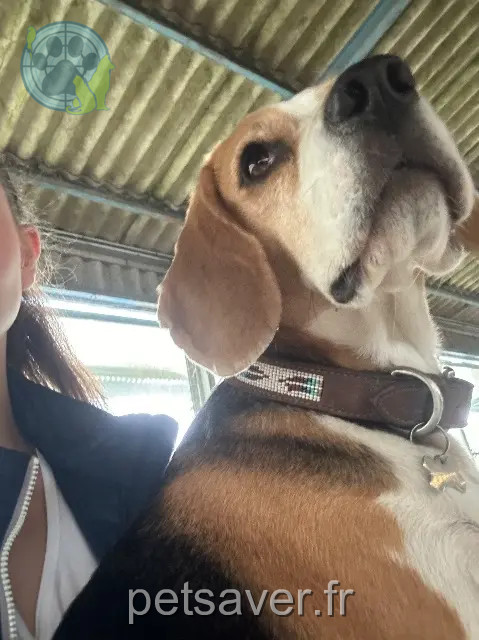chienne reunited 69250 Fleurieu-sur-Saône Gigi
