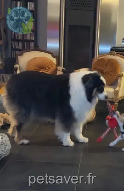 chienne reunited    Lyon Oka