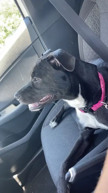 chienne reunited    Oullins-Pierre-Bénite Athena