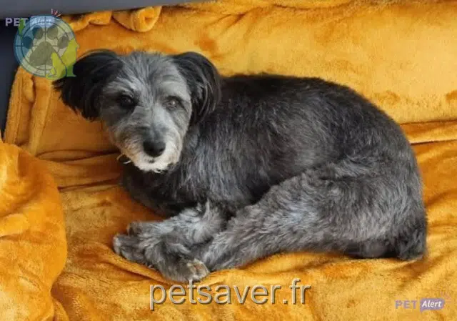 cadela reunited    Oullins-Pierre-Bénite Java