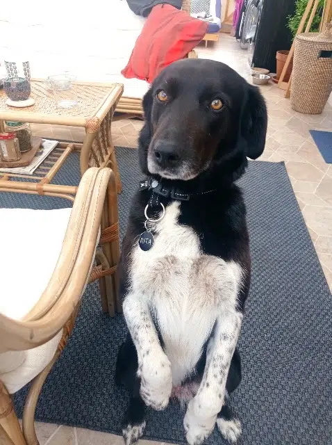 chienne reunited   69150 Décines-Charpieu Rita