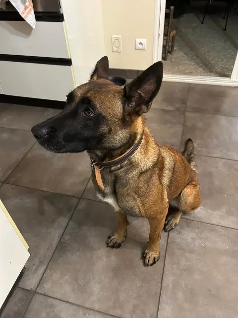 chienne reunited   69270 Cailloux-sur-Fontaines Romy