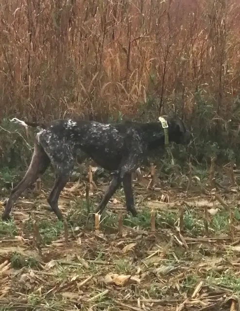 chienne reunited   69320 Feyzin Réva