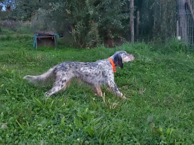 chienne reunited   70220 Fougerolles-Saint-Valbert Ultra