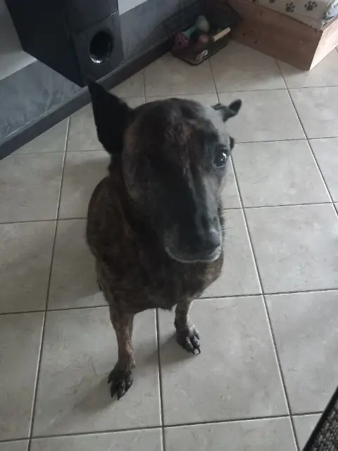 chienne reunited   70190 Perrouse Layka