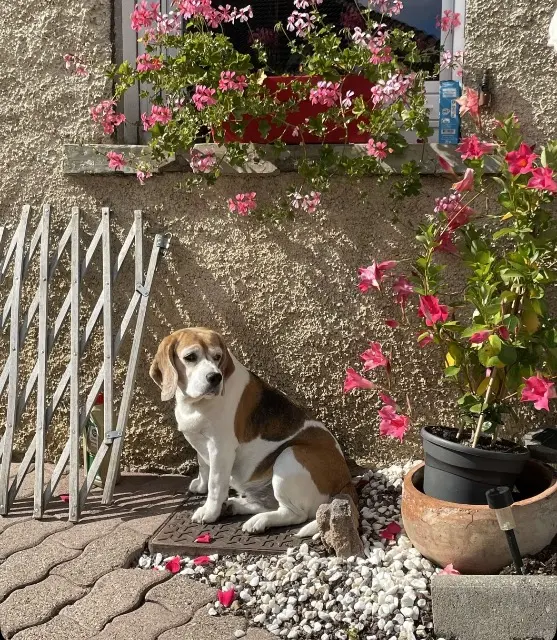 chienne reunited   70130 Soing-Cubry-Charentenay Oly