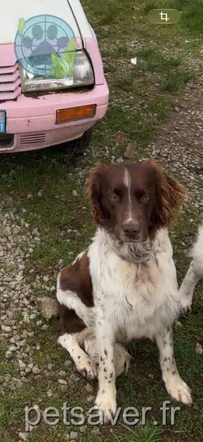 chienne reunited 71290 La Truchère Atom