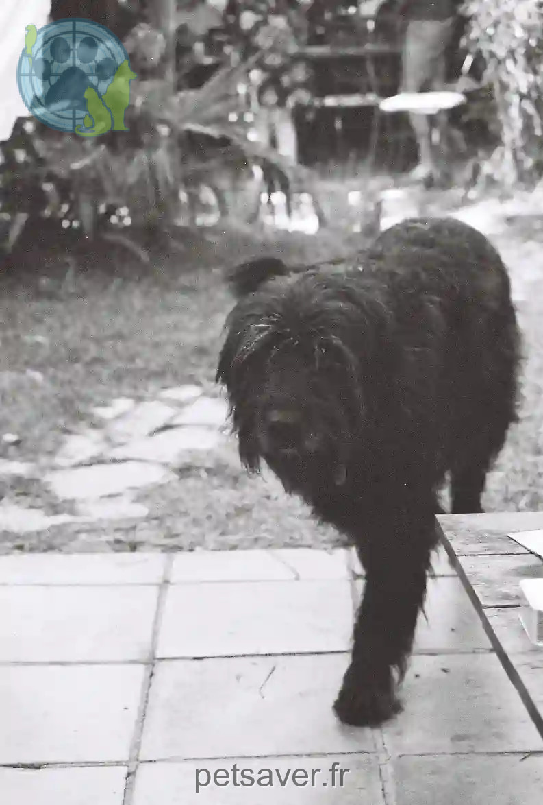 Chienne Trouvée 71 Saône-et-Loire - Gavotte Chienne Trouvée 71 Saône-et-Loire - Gavotte