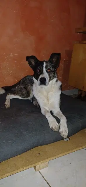 chienne reunited   71500 Branges Sayane