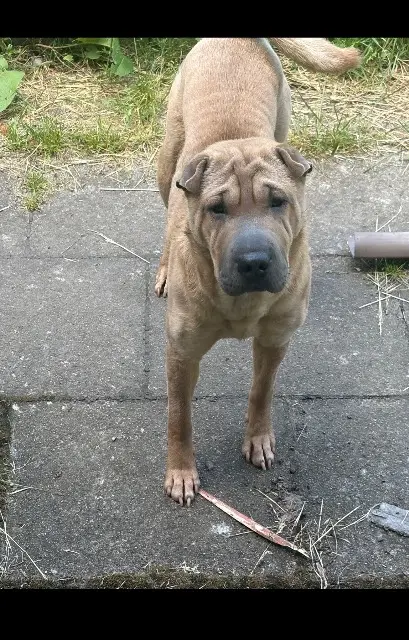 chienne reunited   71410 Sanvignes-les-Mines Tsuki