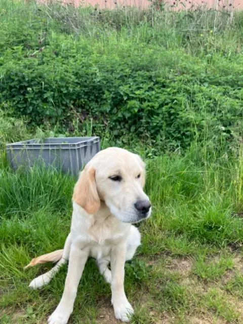 chienne reunited   71960 Prissé Vasca