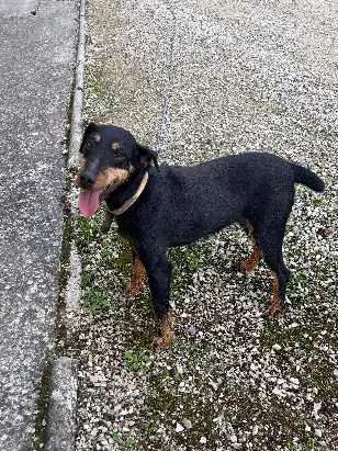 Chienne Perdue 72 Sarthe - Luna Chienne Perdue 72 Sarthe - Luna