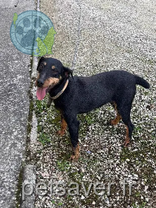 Chienne Perdue 72 Sarthe - Luna Chienne Perdue 72 Sarthe - Luna