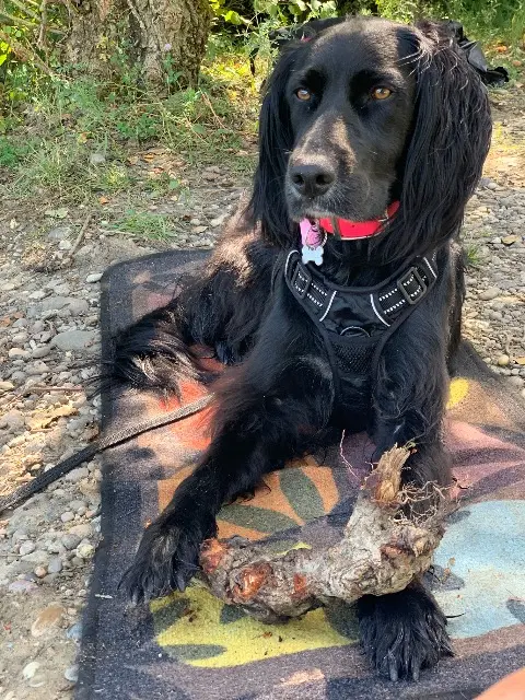 chienne reunited   72250 Parigné-l'Évêque Salma