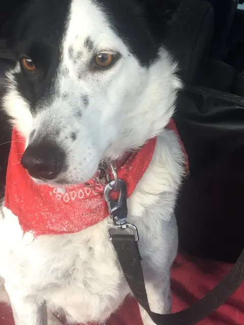 chienne reunited   73000 Chambéry KANA