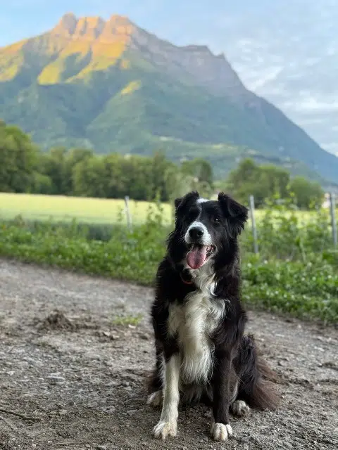 chienne reunited   73100 Grésy-sur-Aix Moka