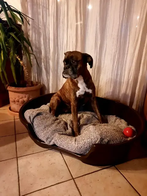 chienne reunited   73190 Saint-Baldoph Moony