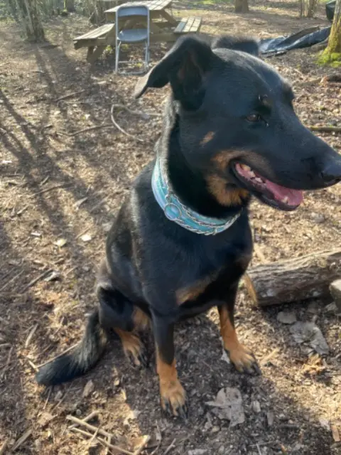 chienne reunited   73360 Saint-Christophe Kida
