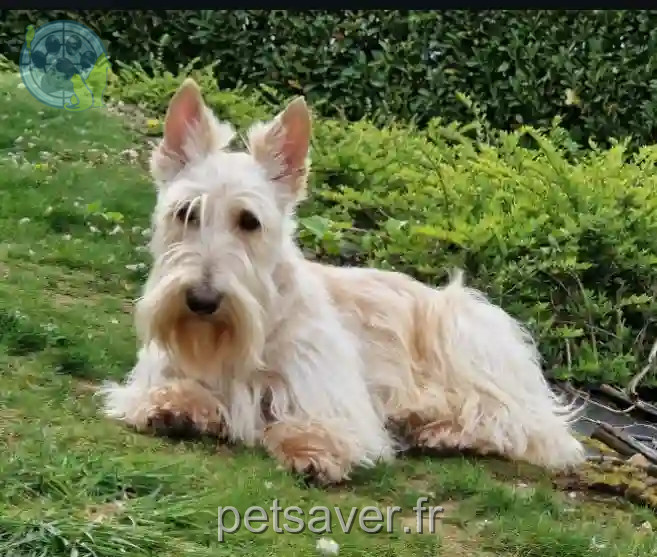Chienne Trouvée 73 Savoie - Tasha Chienne Trouvée 73 Savoie - Tasha
