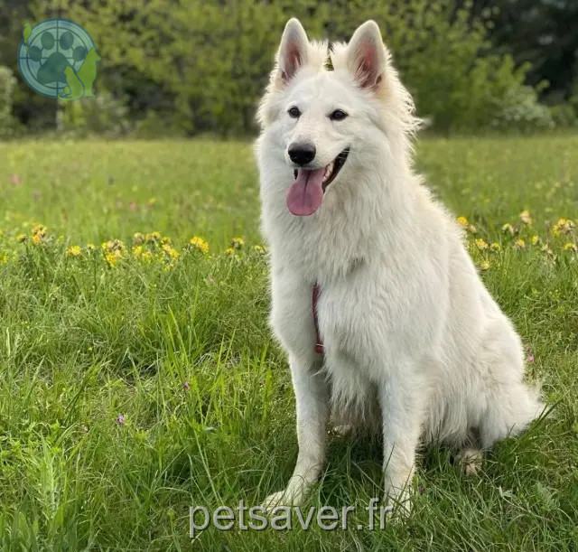 dog reunited 73100 Aix-les-Bains Tia