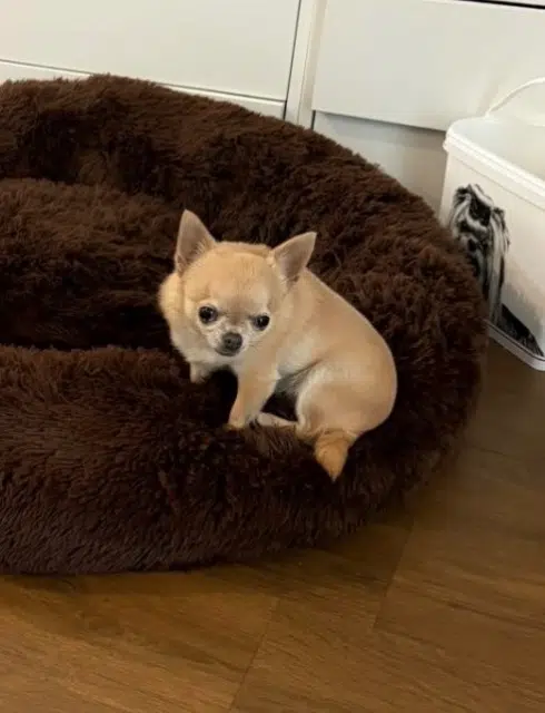 chienne reunited    Annecy Maya