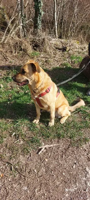 chienne reunited   74420 Saint-André-de-Boëge KAYA
