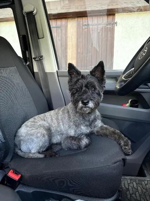 chienne reunited   74300 Thyez Mitsy