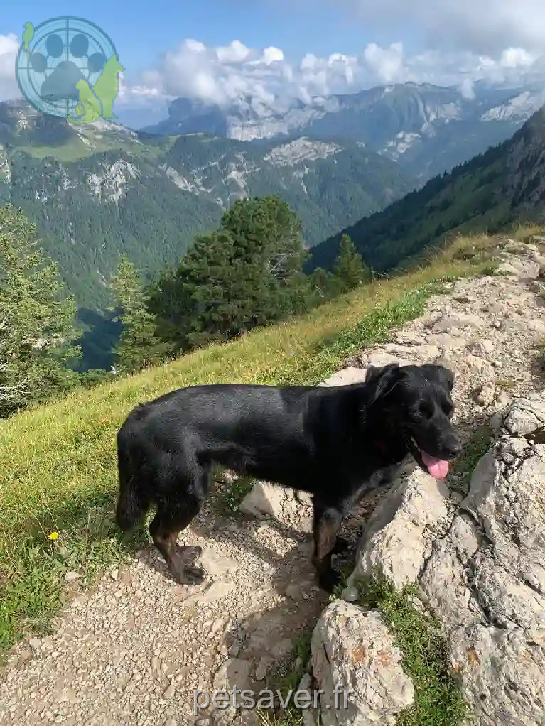Chienne Trouvée 74 Haute-Savoie - Perla Chienne Trouvée 74 Haute-Savoie - Perla
