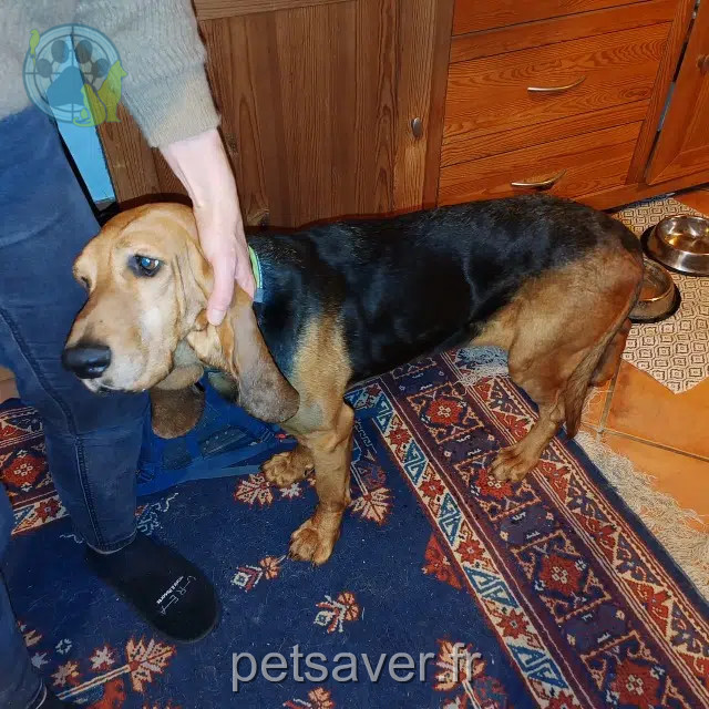 chienne reunited   74800 Eteaux Rosy
