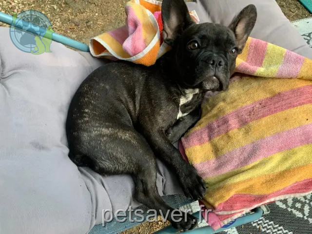 chienne reunited 74100 Vétraz-Monthoux Zoe