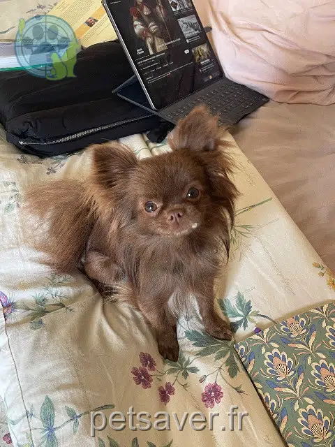 chienne reunited Paris Masha