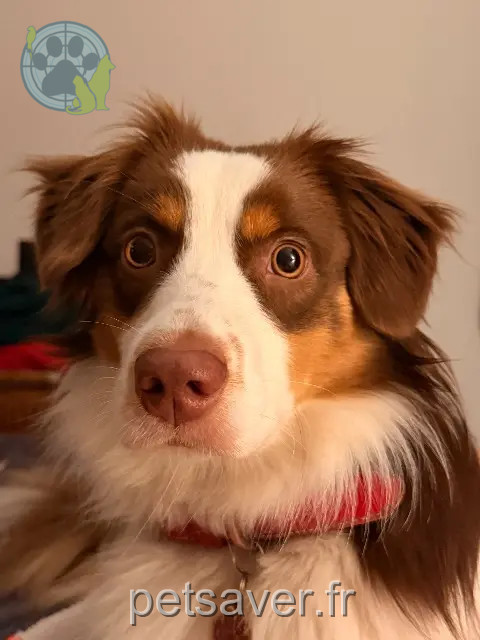 chienne reunited Paris Vanille