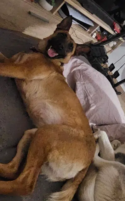 chienne reunited   76410 Tourville-la-Rivière Baya