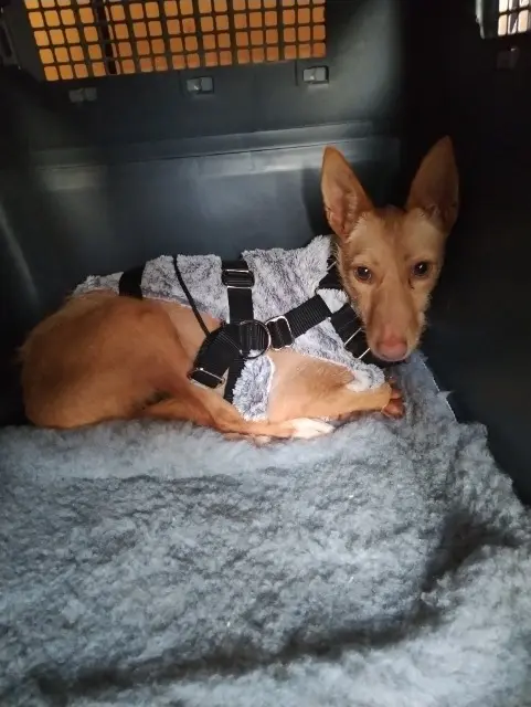 chienne reunited   76350 Oissel-sur-Seine Coral