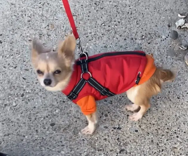 chienne reunited    Le Havre Artemis