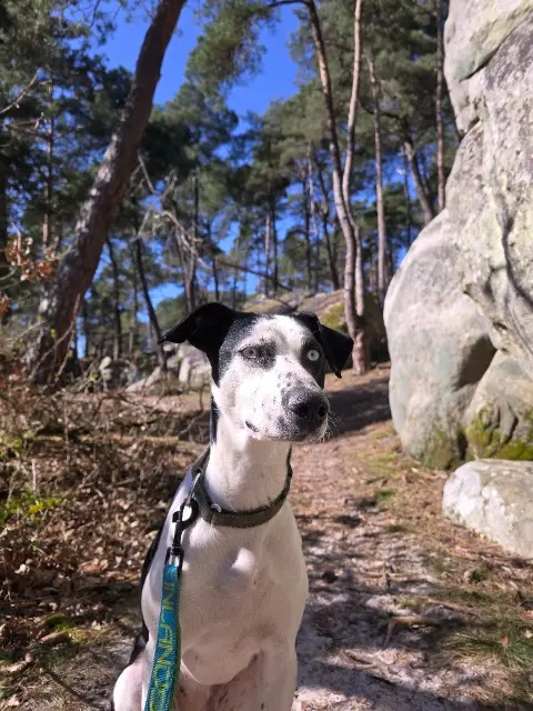 chienne reunited   76740 Crasville-la-Rocquefort Utah